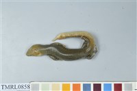 藏品(麗紋石龍子)的圖片